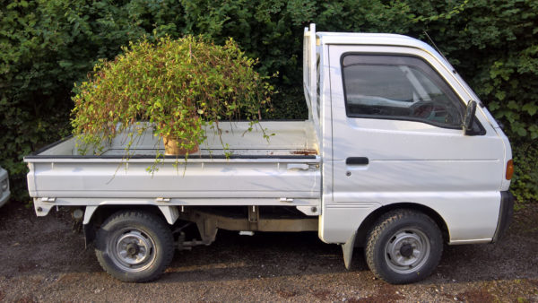 Suzuki Carry DD51T carrying an ornamental tree